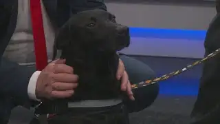 News 13 Pet Adoption Option: Trevor