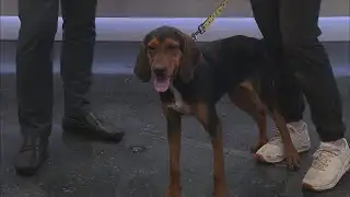 News 13 Pet Adoption Option: Trooper