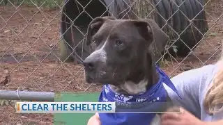 News 2 working to Clear the Shelters this month