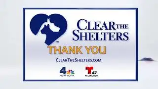 News 4 New York: "Clear The Shelters"