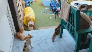 News about rescue kittens Fred and Ginger