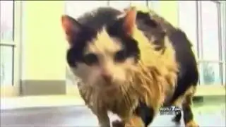 News Anchor Loses It Reporting Fat Cat Story