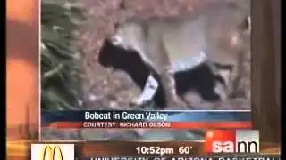 news at 10 channel 4 bobcat