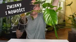 News, Changes, and Promotions | We Cut Epipremnum Skeleton Key