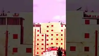 News. #Crickets, like other insects, can