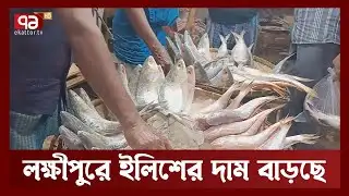 লক্ষীপুরে ইলিশের দাম বেড়েছে তিনশ থেকে পাঁচশ টাকা  | News | Ekattor TV