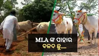 News Fuse 06 May 2022| MLAଙ୍କ ପାହାର... ବଳଦ ଛୁ....