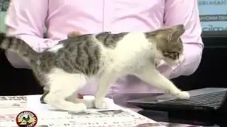 News Hounds: Dunking Monkey