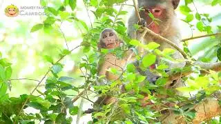 News: Jane Tail Get Big Swollen While Janna