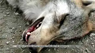 News MN farmers say wolves attacking their cattle