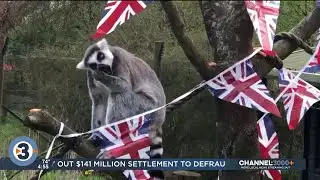 Newshounds Now Update: Animals celebrating coronation