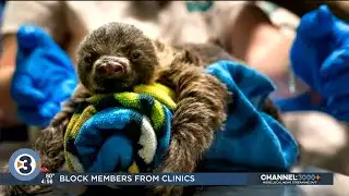 Newshounds Now Update: Baby sloth born