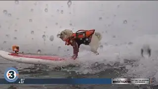 Newshounds Now Update: Hang ten!