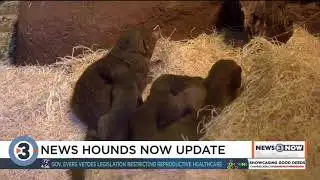 Newshounds Now Update: Magical dogs