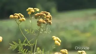 NH Chronicle: A little garden making a big difference in Littleton