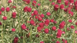 NH Chronicle: Distant Hill Gardens