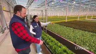 NH Chronicle: Growing lettuce in Berlin