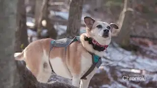 NH Chronicle: "Nina Climbs a Mountain"