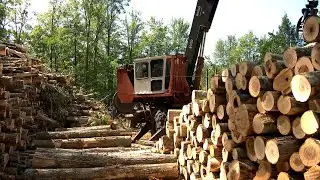 NH Chronicle: Tales from a NH Forester