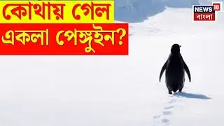 Nihilist Penguin | এই পেঙ্গুইন বদলে দিল ইন্টারনেট! একলা যাত্রা বা Death March এর রহস্য কী? | N18G