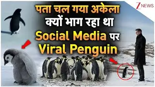 Nihilist Penguin Viral Video: पता चल गया अकेले क्यों भाग रहा था सोशल मीडिया पर वायरल पेंगुइन