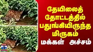 Nilgiris || Leopard || தேயிலைத் தோட்டத்தில் பதுங்கியிருந்த மிருகம் - மக்கள் அச்சம்