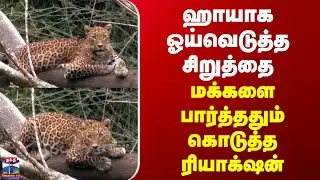 Nilgiris | Leopard | மரத்தின் மீது ஹாயாக ஓய்வெடுத்த சிறுத்தை | மக்களை பார்த்ததும் கொடுத்த ரியாக்‌ஷன்