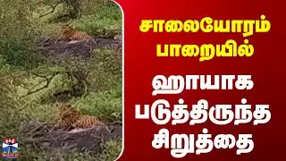Nilgiris  |  Leopard | சாலையோரம் பாறையில் ஹாயாக படுத்திருந்த சிறுத்தை