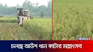 নীলফামারীতে আউশ ধান কাটার মহোৎসব | Nilphamari | Aush Dhan | News24