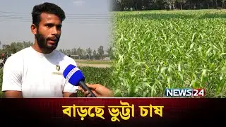 নীলফামারীতে দিন দিন বাড়ছে ভুট্টা চাষ | Nilphamari | News24