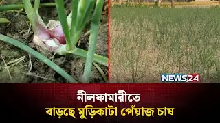 নীলফামারীতে বাড়ছে মুড়িকাটা পেঁয়াজ চাষ | Nilphamari | News24