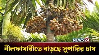 নীলফামারীতে বাড়ছে সুপারির চাষ | Nilphamari | News24