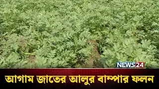 নীলফামারীর কিশোরগঞ্জে আগাম জাতের আলুর বাম্পার ফলন | Nilphamari | News24