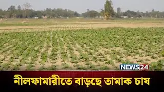 নীলফামারীতে দিন দিন বাড়ছে তামাকের চাষ | Nilphamari | News24