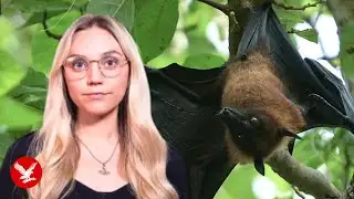 Nipah virus symptoms explained as health warning issued