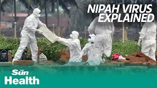 Nipah virus, the "next pandemic threat" explained
