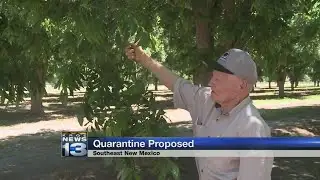 NMDA warns New Mexicans about pecan weevil