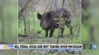 No, feral hogs are not taking over Michigan