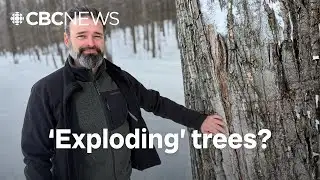 No, trees aren’t exploding due to the cold. But see the damage winter is causing