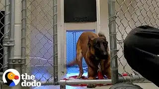 Nobody Could Touch This Very Aggressive Dog Until...💞 | The Dodo