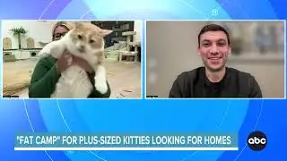 Nonprofit runs "Kitty Fat Camp" for plus-size cats looking for homes