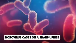 Norovirus cases on a sharp uprise