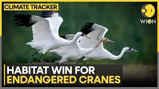 North America: 3,300 Acres Protected for Whooping Cranes | WION Climate Tracker