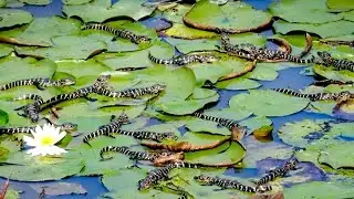 North Augusta leader sounds alarm over park debris