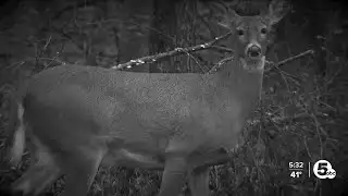 North Olmsted resident objects to culling deer population