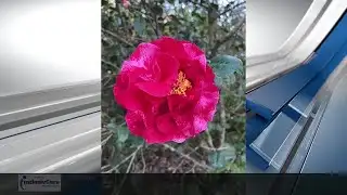 North Shore Camellia Show