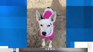 North Shore Humane Society