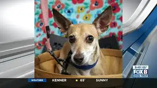 North Shore Humane Society