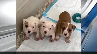 North Shore Humane Society