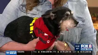 North Shore Humane Society upcoming events